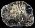 Thick Petrified Wood (Metasequoia) - Sweet Home, Oregon #23351-1